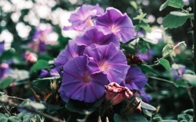 What is Purple Bell Vine Plant