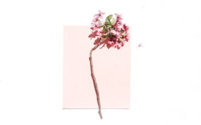 What is Purpleleaf Sand Cherry Plant