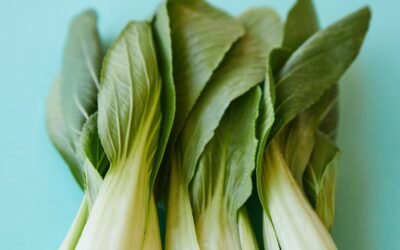 Ï»¿what is cabbage plant?