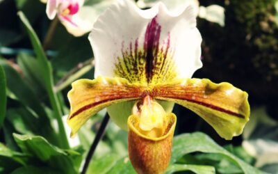 What is Showy Lady’s Slipper Orchid Plant