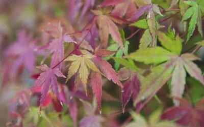 What is Red Dragon Japanese Maple Plant