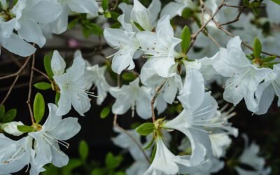 What is Stewartstonian Azalea Plant