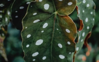 What is Strawberry Begonia Plant