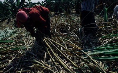 What is Sugar Cane Plant