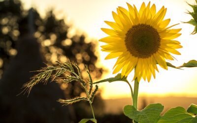 What is Sunflower Plant