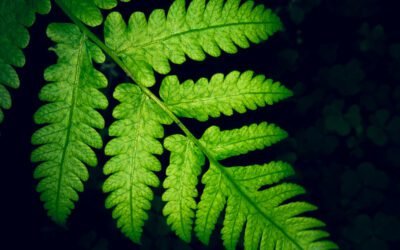 What is Sword Fern Plant