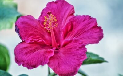 What is Texas Star Hibiscus Plant