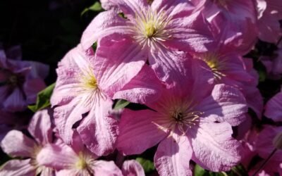 What is The President Clematis Plant