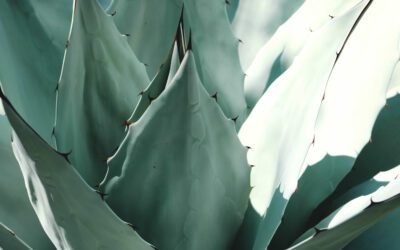 What is Tiger Aloe Plant