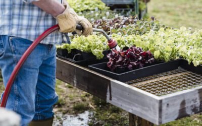 What is Water Lettuce Plant