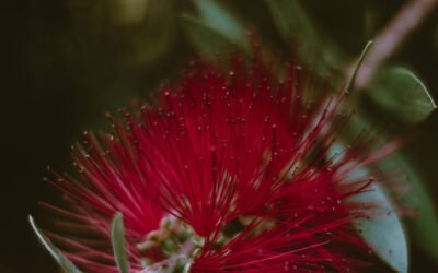 What is Weeping Bottlebrush Plant