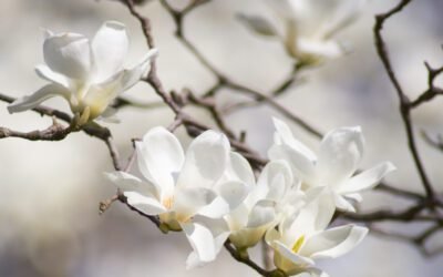 What is Weeping Cherry Plant