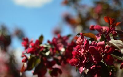 What is Weeping Crabapple Plant