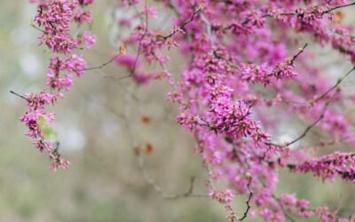 What is Weeping Redbud Plant