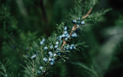 What is Western Juniper Plant