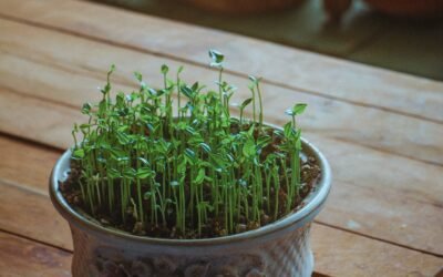 What is Wheatgrass Plant