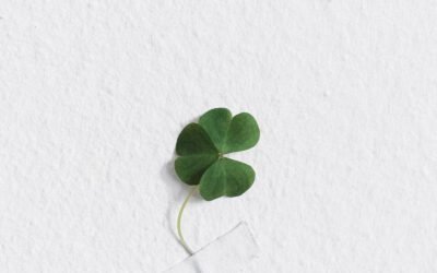What is White Clover Plant