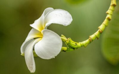 What is White Frangipani Plant