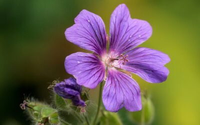 What is Wild Geranium Plant