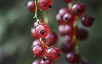 What is Ribes Rubrum Plant