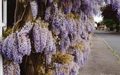 What is Wisteria Plant