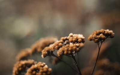 What is Yarrow Plant