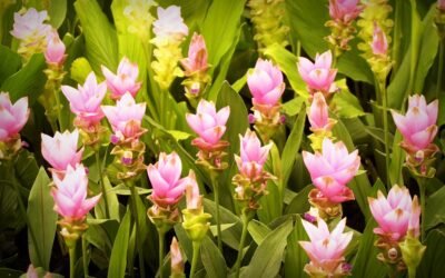 What is Yellow Iris Plant