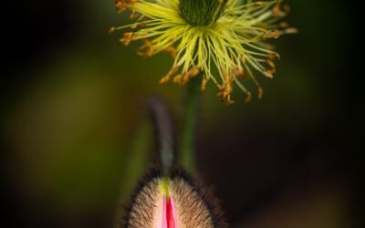 What is Yellow Wood Poppy Plant