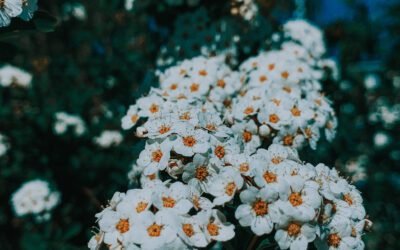 What is yellow yarrow Plant