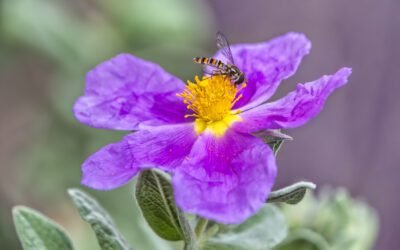 What is Rockrose Plant