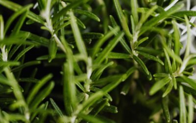 What is Rosemary Plant