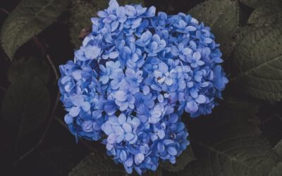 What is Ruby Slippers Hydrangea Plant